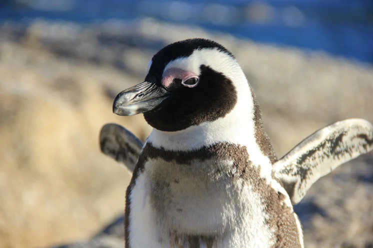 Diese putzigen Zeitgenossen treffen Sie mit etwas Glück in Simons Town