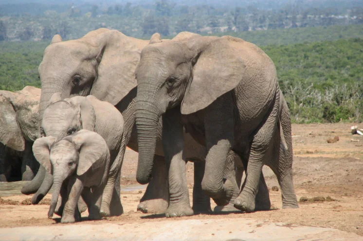 Während der Reise über die Garden Route werden Sie Afrikas Tierwelt erleben.