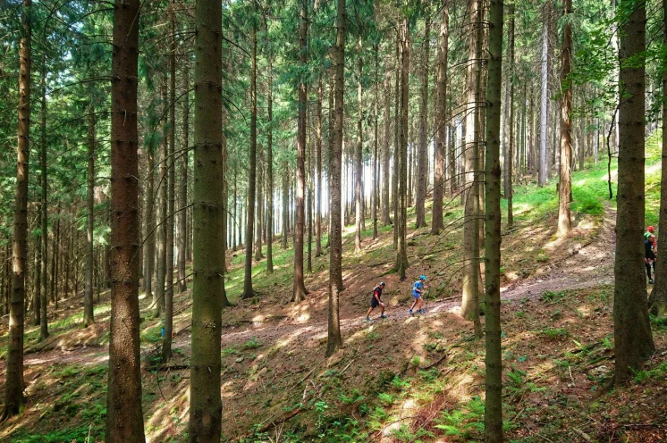 Die Trails führen durch urige Erzgebirgswälder, über Felder und durch traditionelle Orte. 