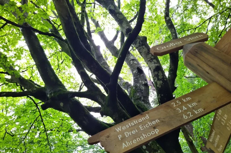 Der Darßer Urwald - wir erradeln ihn am Samstag.