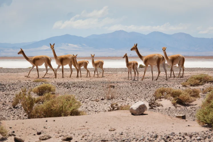 Anden, Salzwüsten und Andenkamele,die Vicuñas: So schön ist Argentinien