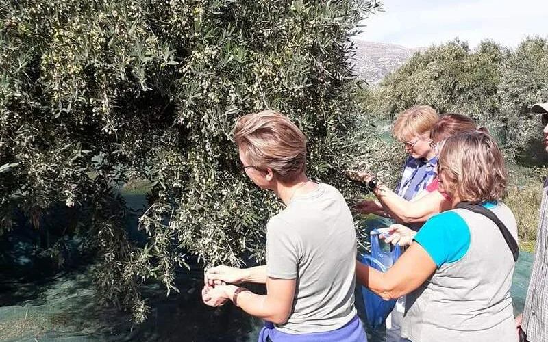 Ernte kretischen Goldes: ab in den Olivenhain