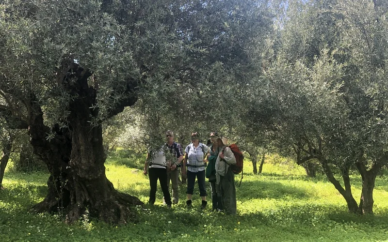 Wanderung zum Dorf Mithi und Olivenöl-Exkurs