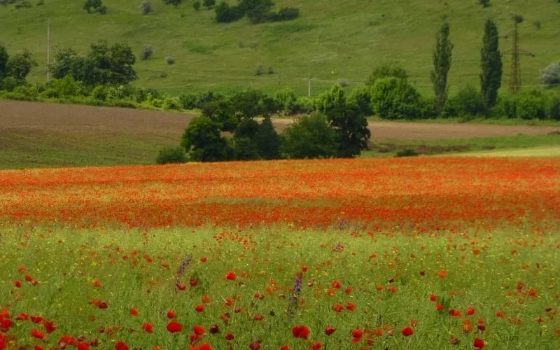 Anreise nach Bukarest und Fahrt nach Tulcea