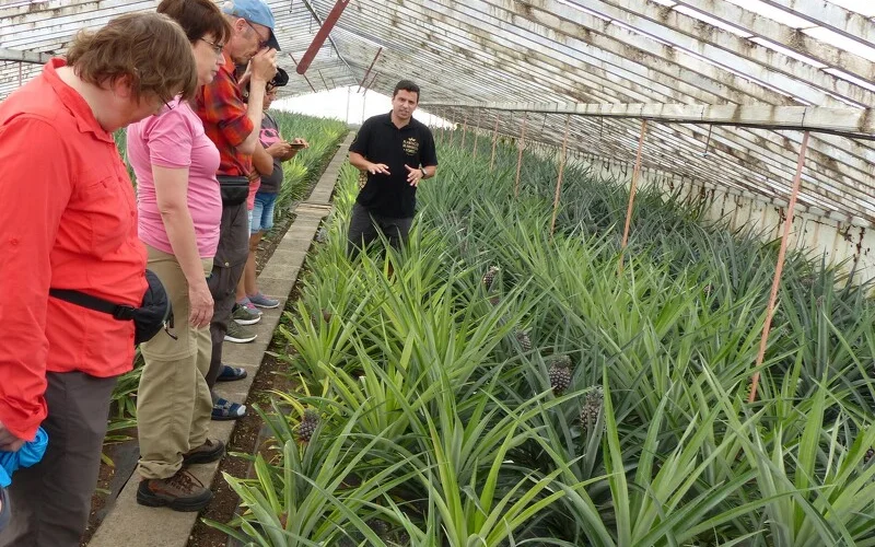 Wanderung zum Kraterkomplex Sete Cidades und Besuch der Ananasplantage