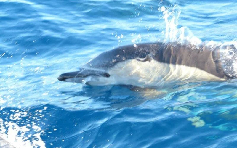 Gelegenheit zum Whalewatching (fakultativ) , Neujahrs-Schwimmen oder einfach entspannen 