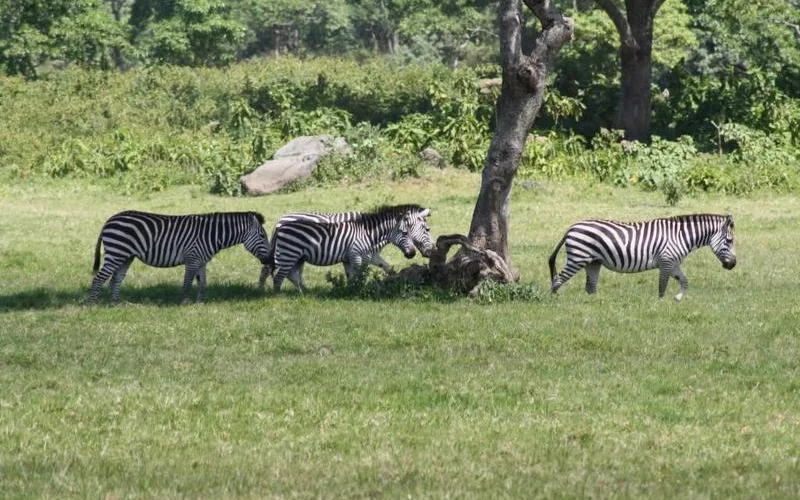 Abstieg durch den Regenwald und Safari im Arusha-Nationalpark