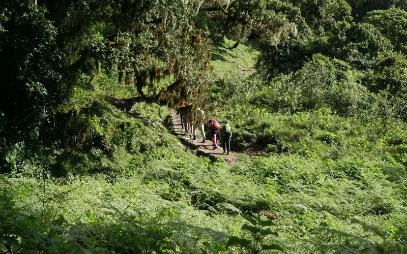 Start Kilimanjaro-Besteigung: Wanderung durch tropischen Bergregenwald