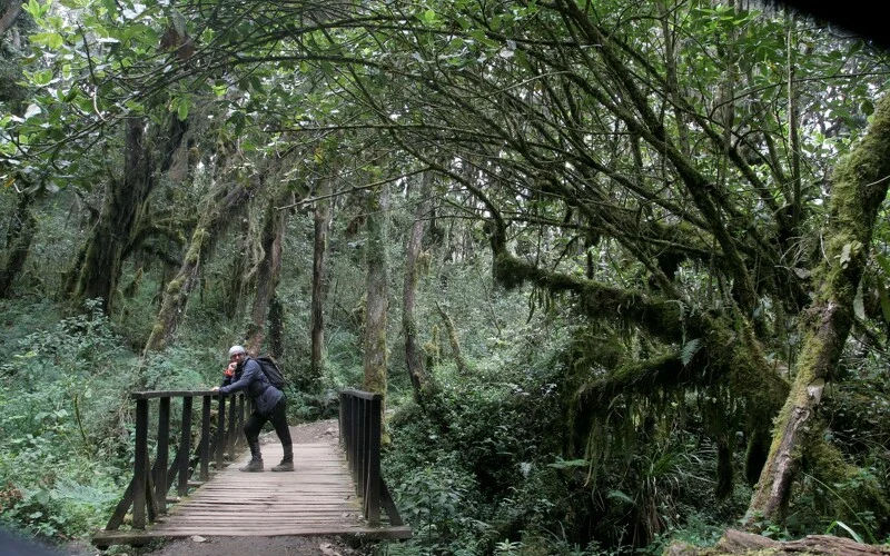 Abstieg durch den Regenwald zum Mweka Gate