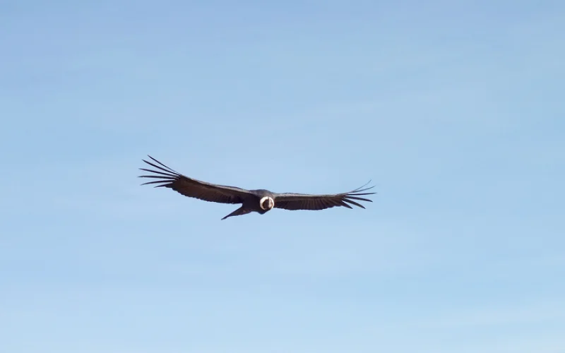 Fahrt nach Punta Arenas
