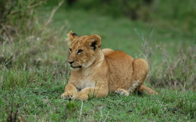Fahrt durch das Ngorongoro-Schutzgebiet in die weltberühmte Serengeti