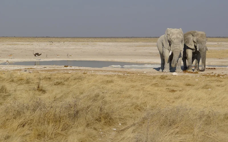 Tierbeobachtungen im Etosha-Nationalpark 