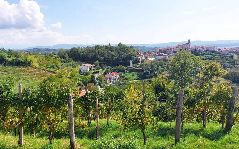 Wanderung durch die "Toskana Sloweniens" 