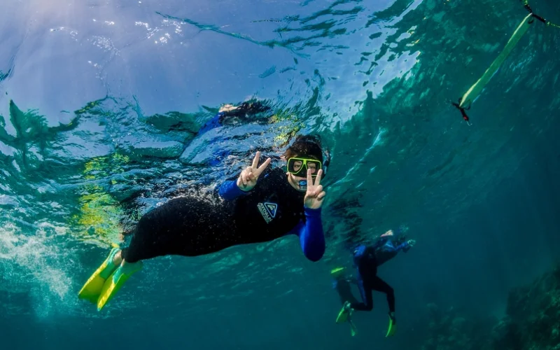 Per Boot zur Seelöwenkolonie in Cervantes und Schwimmen mit den Tieren