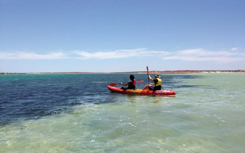 Ganztägige Kajak- und Schnorcheltour in der Meeresbucht Shark Bay