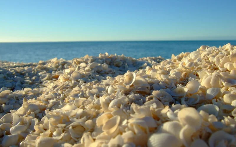 Delfinfütterung, Shell-Beach und Hamelin-Pool mit Stromatoliten 