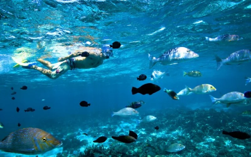 Unterwasserwelt Ningaloo Reef mit Schnorchel und Glasbodenboot