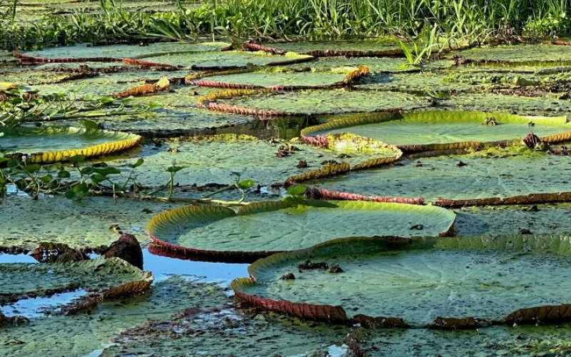 Besuch im Amazonas bei Indigenen und auf einer Maniokplantage