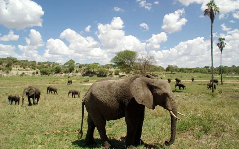 Tarangire-Nationalpark: Safari im „Park der Elefanten“