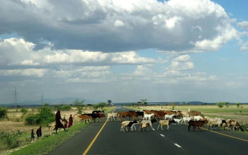 Zum Lake-Manyara-Nationalpark oder zum Tarangire-Nationalpark