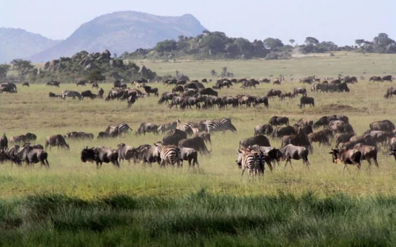 Die Weiten der weltberühmte Serengeti erkunden