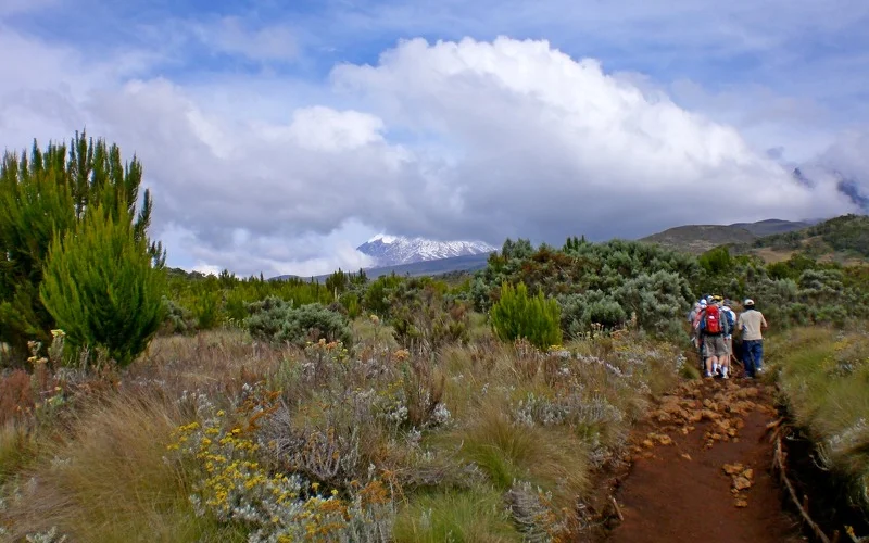 Vom Regenwald ins Moorland – zur Horombo-Hütte