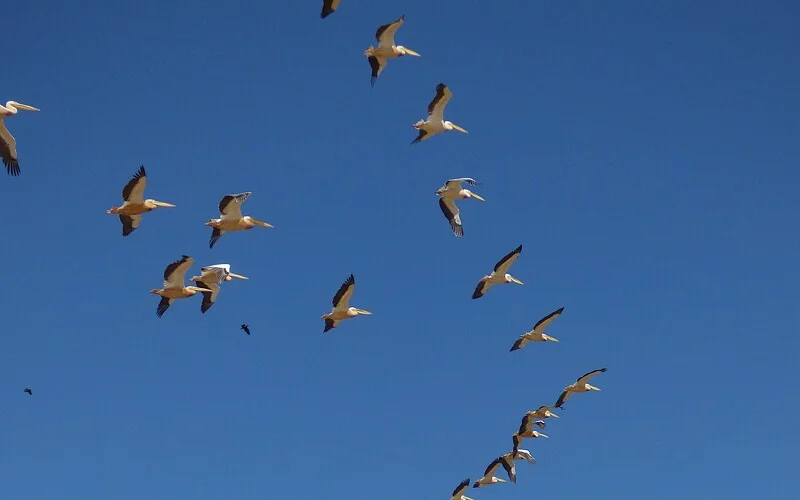 Bootsfahrt im Vogelparadies und Erkundungen in St. Louis
