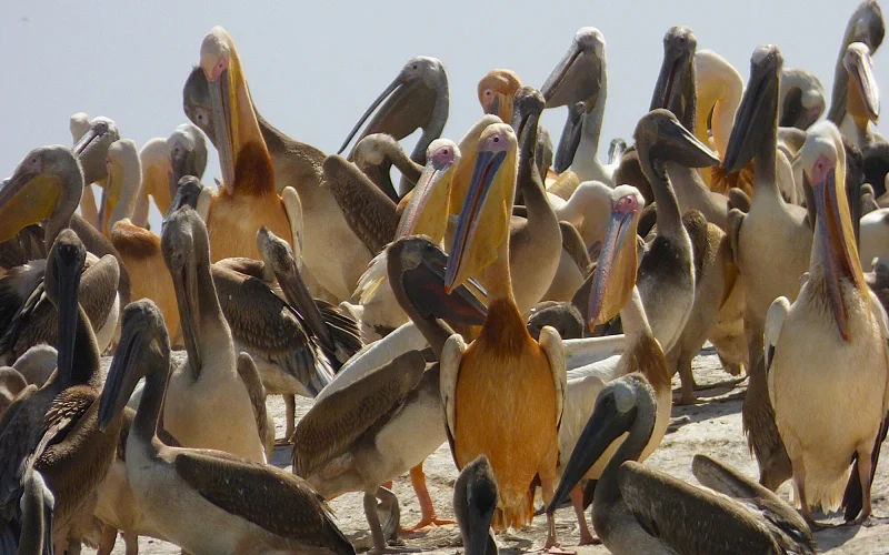 Bootsfahrt im Vogelparadies und Erkundungen in St. Louis