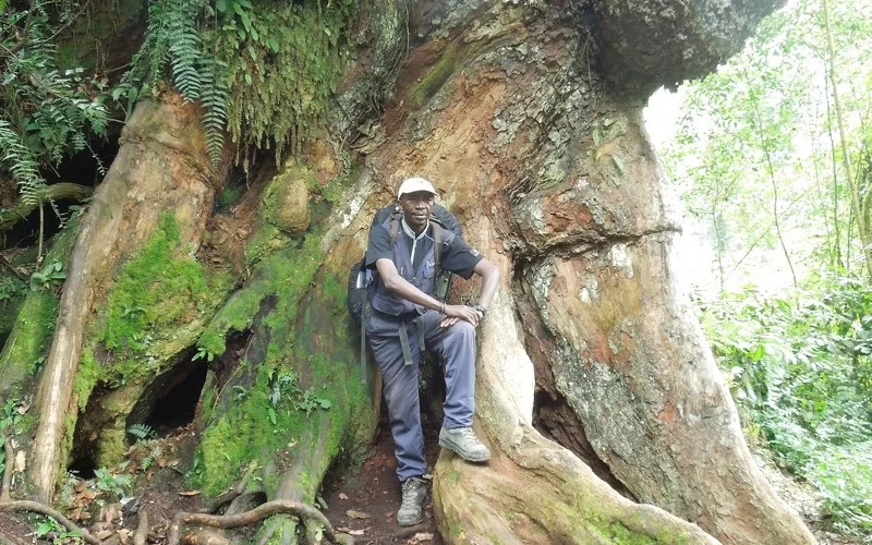 Durch den Regenwald zum Mti Mkubwa Camp 