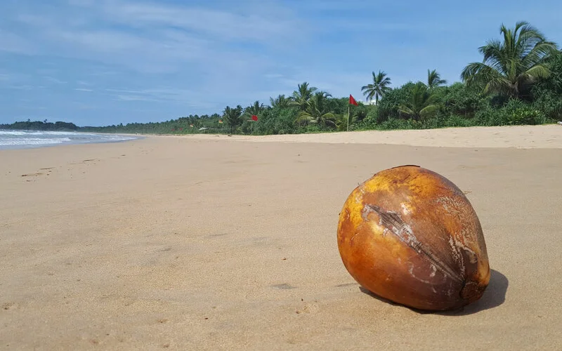 Ein letztes Bad im Meer, Abschied und Heimreise