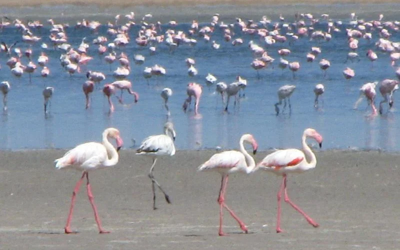  Fahrt an die Küste, Besuch der vogelreichen Walvis Bay - Weiterfahrt