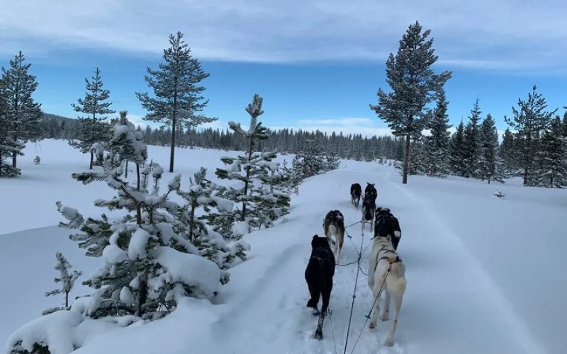 3 Tage mit dem Hundeschlitten durch die Wildnis Schwedisch Lapplands