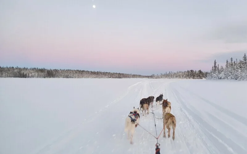 Abschlusstour mit den Huskys und Abschiedsessen