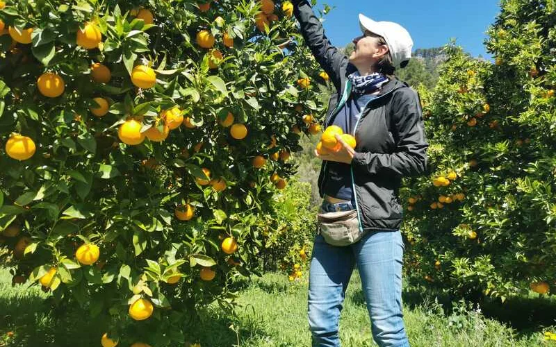 Wanderung im Orangental und mallorquinische Mahlzeit in einer Finca