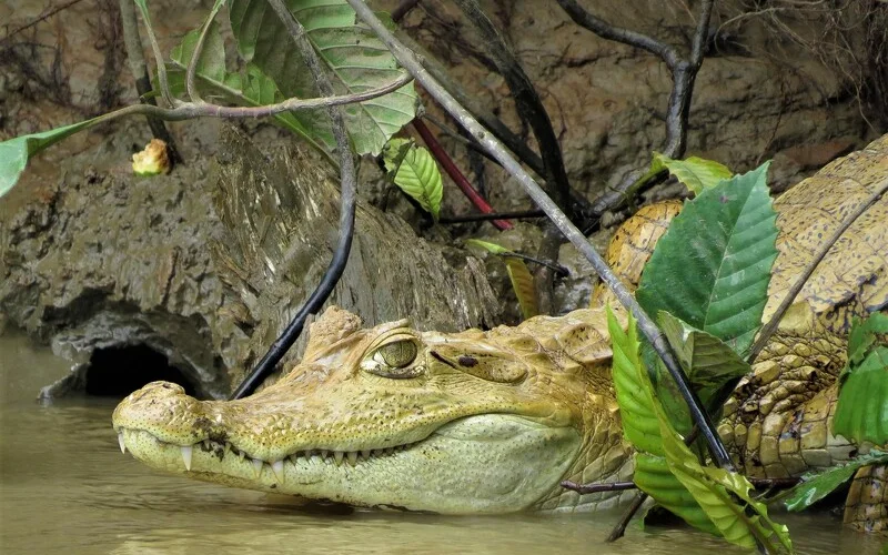 Flusskreuzfahrt: Wanderung und Piranhafischen im Amazonasquellgebiet