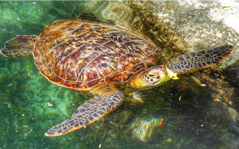 Schnorcheltour zur Mnemba-Insel und Schwimmen mit Schildkröten