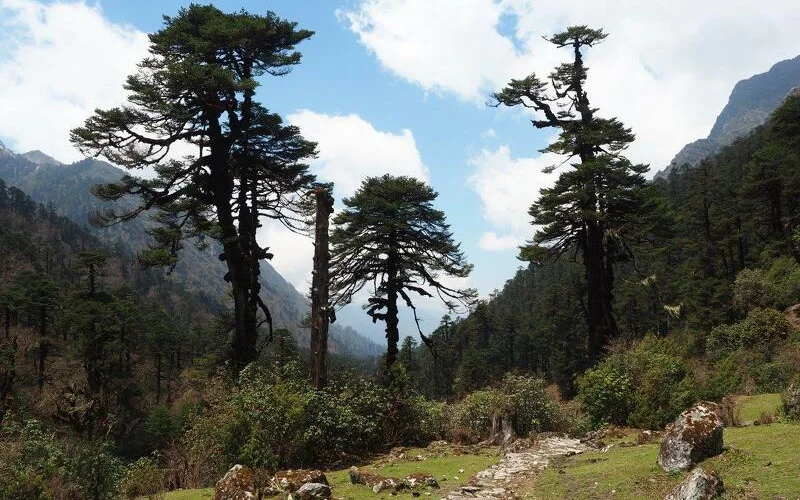 Fahrt nach Ranipul (2.060 m) in die Kanchenjunga Conservation Area