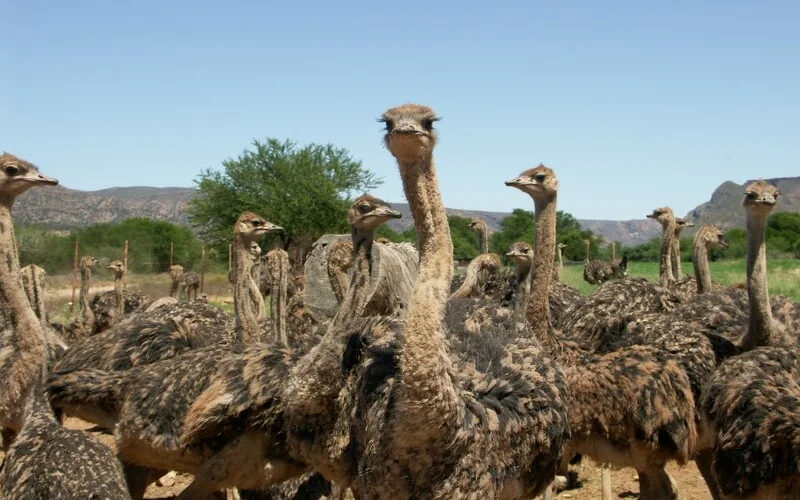 Garden Route (Tag 3): Besuch in der Straußenhauptstadt Oudtshoorn mit Besuch einer Straussenfarm, gemeinsames Barbeque am Abend