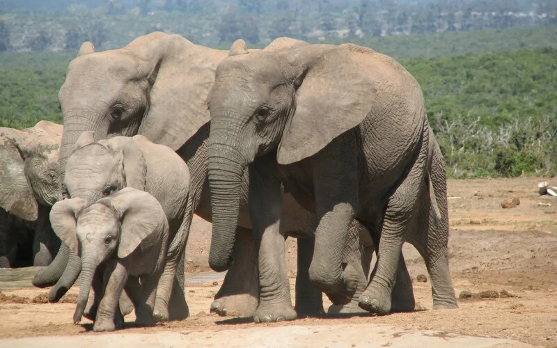 Garden Route (Tag 7): Safari im offenen Safarifahrzeug Elefanten, Zabras und Antilopen, Löwen...