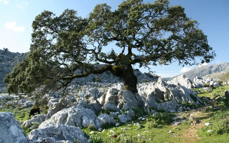 Wanderung im Naturpark Grazalema und das Weiße Dorf Villaluenga 