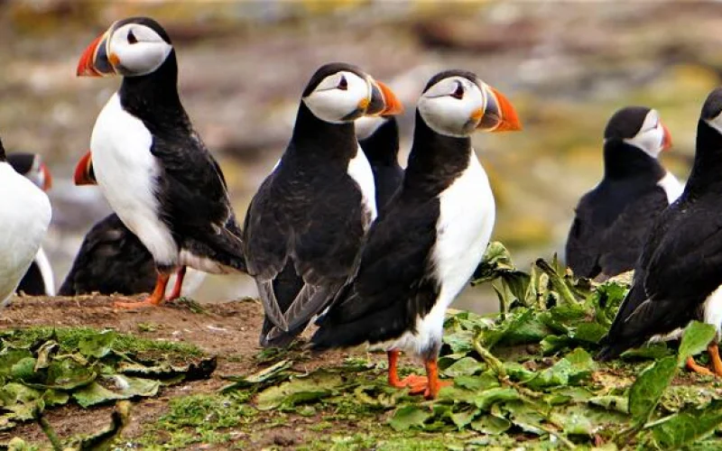Fahrt zum La Manche Provincial Park und Bootstour in der Witless Bay