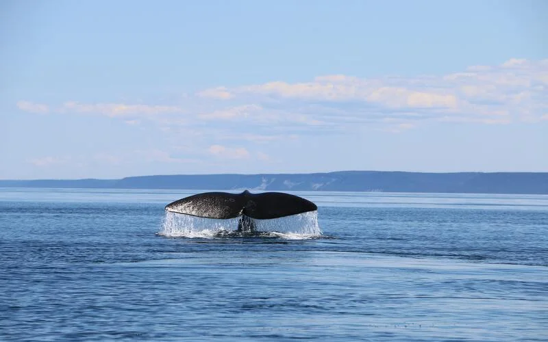 Cape Spear & St. John’s – Walbeobachtung in der Trinity Bay