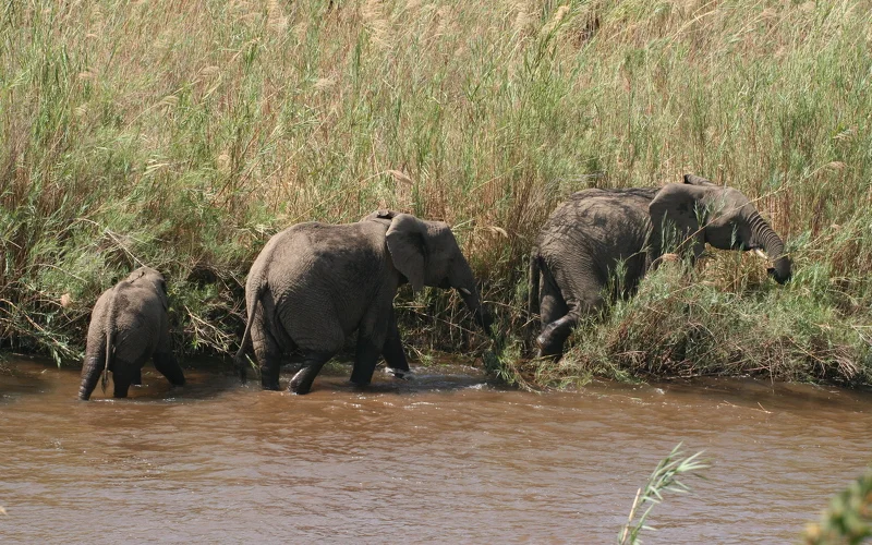 Besuch eines Handwerksmarkt und Safari im Wildschutzreservat