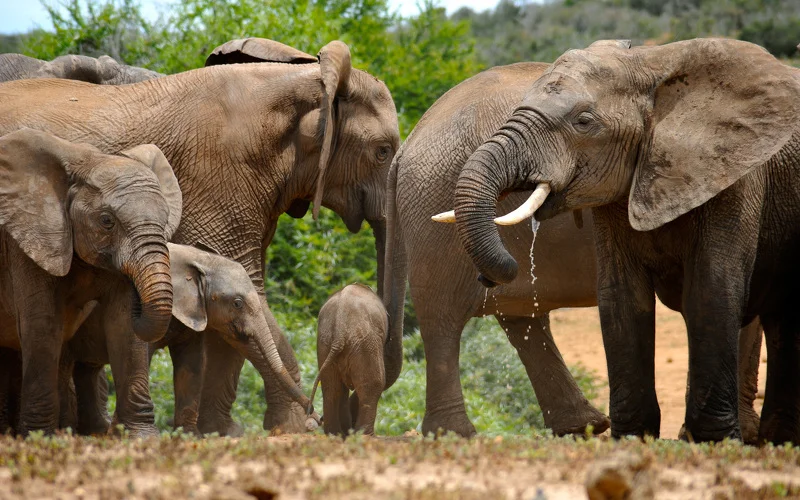 Pischfahrt im Addo Elephant Nationalpark