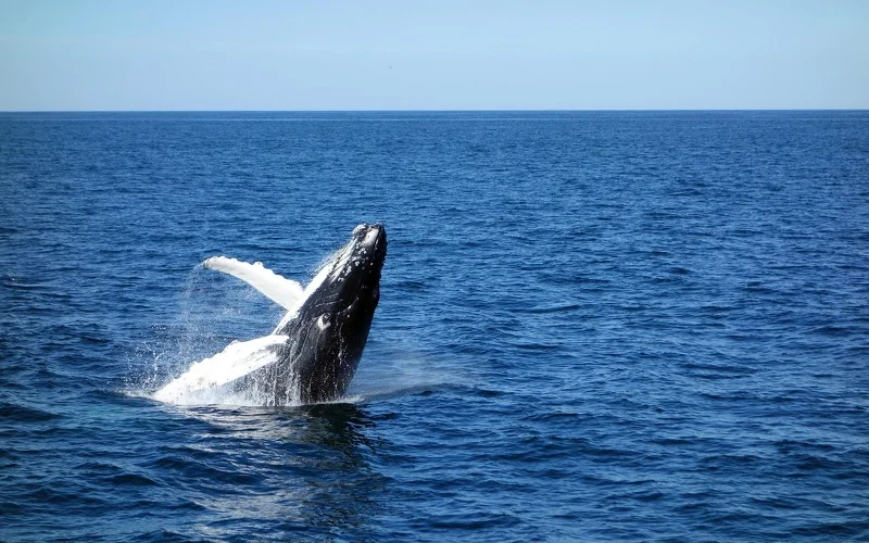 Schnorcheln mit gigantischen Buckelwalen in Exmouth