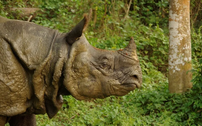Auf den Spuren des Panzernashorn: Jeep Safari im Chitwan-Nationalpark