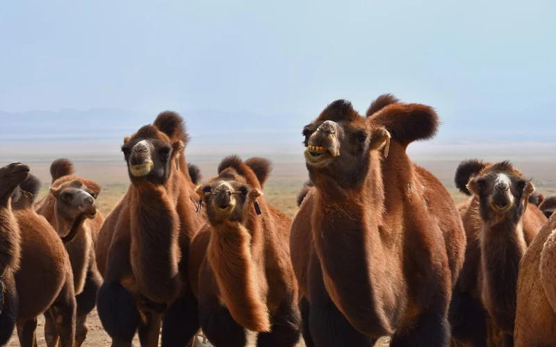 Wanderung zur Geierschlucht im Nationalpark Gobi Gurwan Saichan