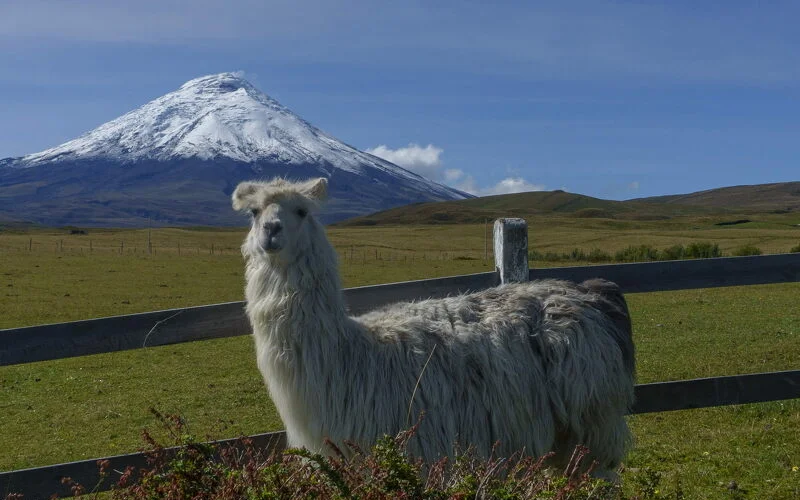 Wanderung im Cotopaxi-Nationalpark 