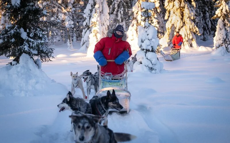 2 Tage mit dem Hundeschlitten durch die Wildnis Schwedisch Lapplands