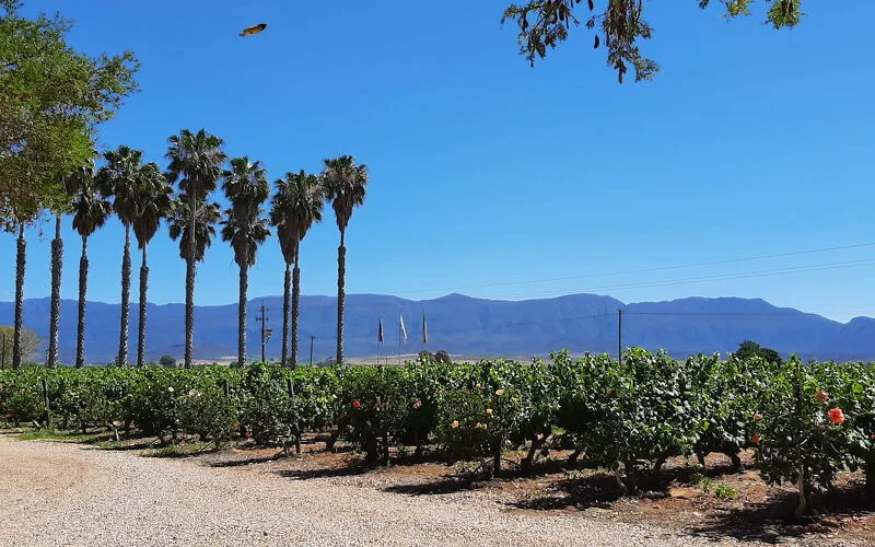 Durch die Winelands nach Franschoek